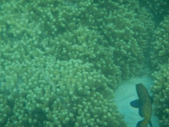 photo-media 【Dana的马尔代夫纪行】终极篇~希尔顿伊露岛~天堂之梦~各种图~(二)