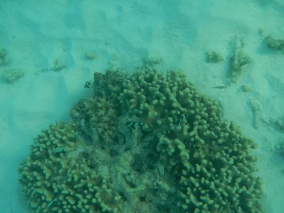 photo-media 【Dana的马尔代夫纪行】终极篇~希尔顿伊露岛~天堂之梦~各种图~(二)