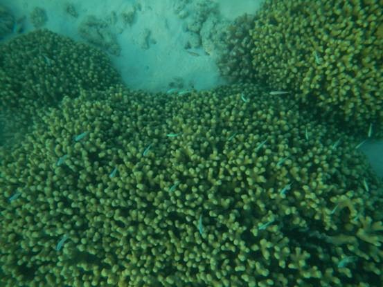 photo-media 【Dana的马尔代夫纪行】终极篇~希尔顿伊露岛~天堂之梦~各种图~(二)