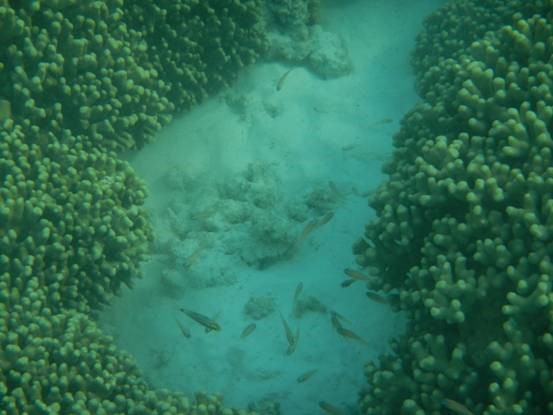 photo-media 【Dana的马尔代夫纪行】终极篇~希尔顿伊露岛~天堂之梦~各种图~(二)