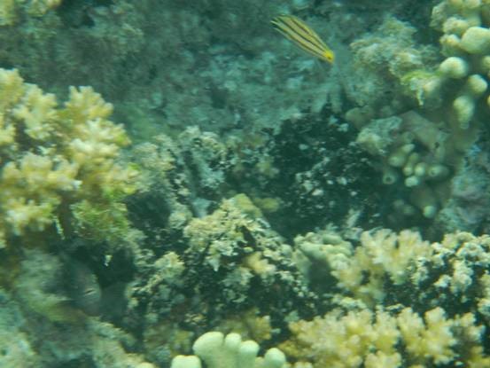 photo-media 【Dana的马尔代夫纪行】终极篇~希尔顿伊露岛~天堂之梦~各种图~(二)