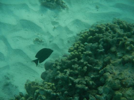 photo-media 【Dana的马尔代夫纪行】终极篇~希尔顿伊露岛~天堂之梦~各种图~(二)