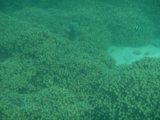 photo-media 【Dana的马尔代夫纪行】终极篇~希尔顿伊露岛~天堂之梦~各种图~(二)