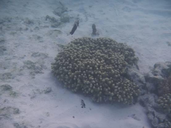 photo-media 【Dana的马尔代夫纪行】终极篇~希尔顿伊露岛~天堂之梦~各种图~(二)