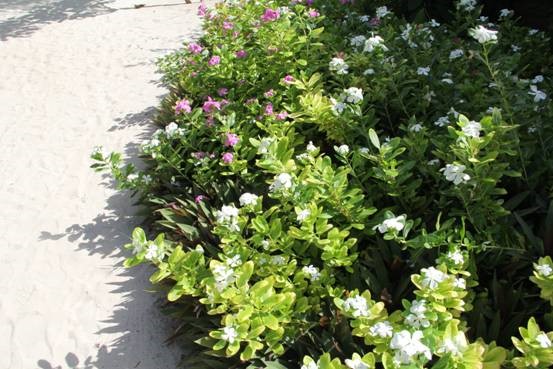 photo-media 【Dana的马尔代夫纪行】终极篇~希尔顿伊露岛~天堂之梦~各种图~(二)