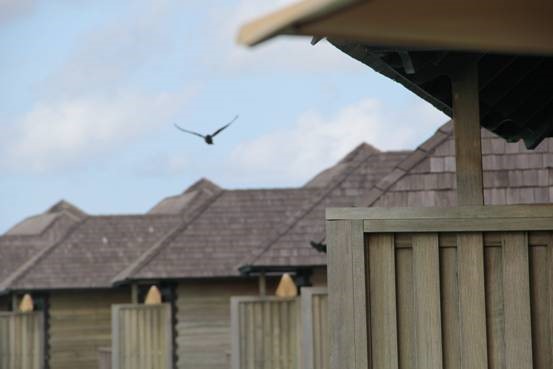 photo-media 【Dana的马尔代夫纪行】终极篇~希尔顿伊露岛~天堂之梦~各种图~(二)