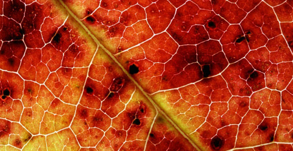 分享最新20套漂亮的网页背景纹路素材