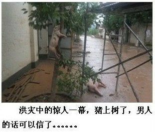 怎么让猪上树