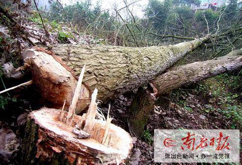 ����������ʵ�ġ���̼�ˡ�����