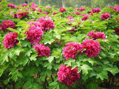 ��ĵ������