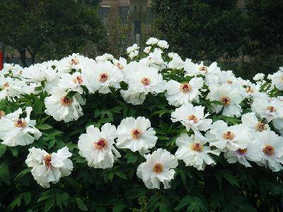 ��ĵ������