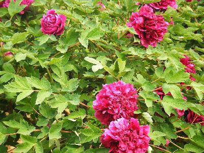 ��ĵ������