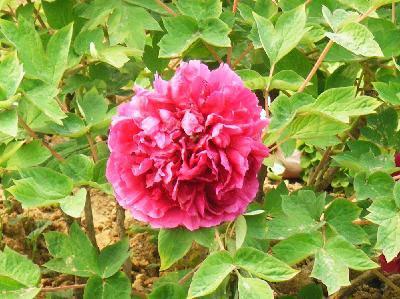 ��ĵ������