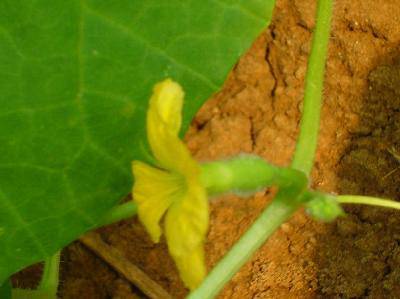 ��ϵ���������