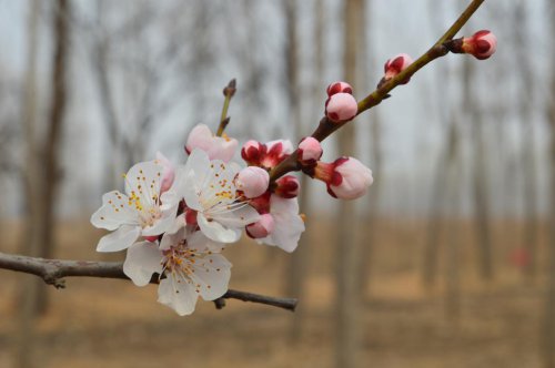 ��һ�꣬�ҵ����绨���ļ�����