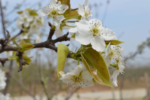 ��һ�꣬�ҵ����绨���ļ�����