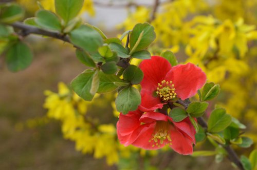 ��һ�꣬�ҵ����绨���ļ�����