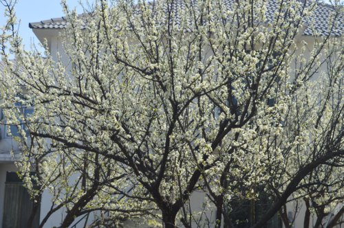 ��һ�꣬�ҵ����绨���ļ�����