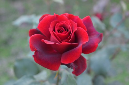 ��һ�꣬�ҵ����绨���ļ�����