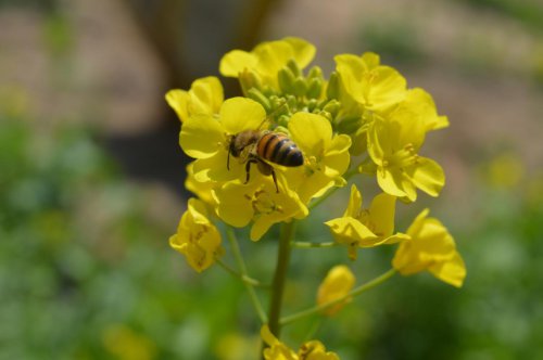 ��һ�꣬�ҵ����绨���ļ�����