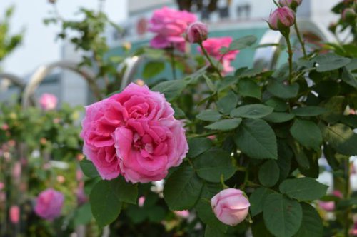 ��һ�꣬�ҵ����绨���ļ�����