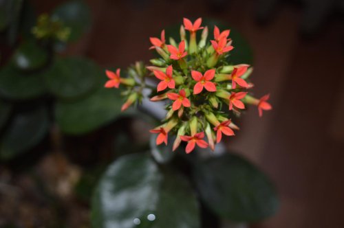 ��һ�꣬�ҵ����绨���ļ�����