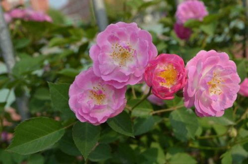 ��һ�꣬�ҵ����绨���ļ�����