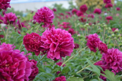 ��һ�꣬�ҵ����绨���ļ�����