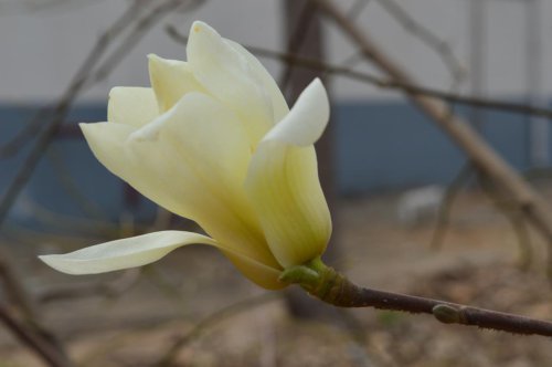 ��һ�꣬�ҵ����绨���ļ�����