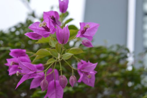 ��һ�꣬�ҵ����绨���ļ�����