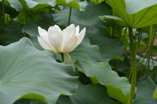 ��һ�꣬�ҵ����绨���ļ�����