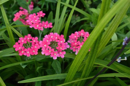 ��һ�꣬�ҵ����绨���ļ�����