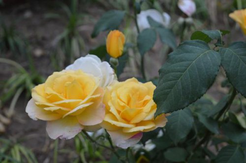 ��һ�꣬�ҵ����绨���ļ�����