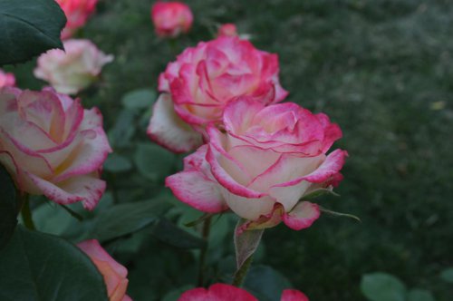 ��һ�꣬�ҵ����绨���ļ�����