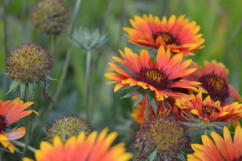 ��һ�꣬�ҵ����绨���ļ�����