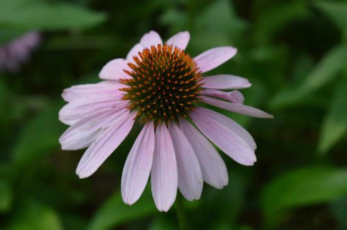 ��һ�꣬�ҵ����绨���ļ�����