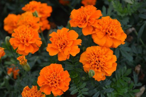 ��һ�꣬�ҵ����绨���ļ�����