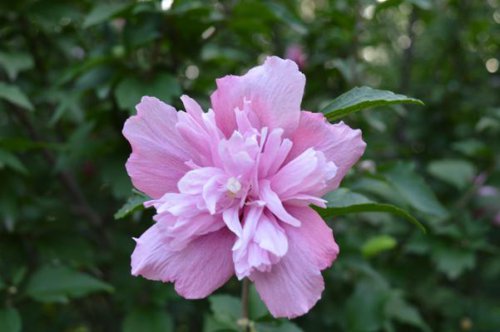 ��һ�꣬�ҵ����绨���ļ�����