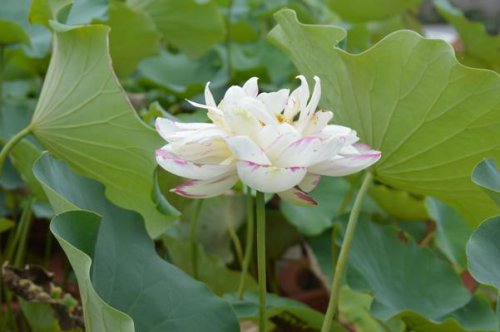 ��һ�꣬�ҵ����绨���ļ�����