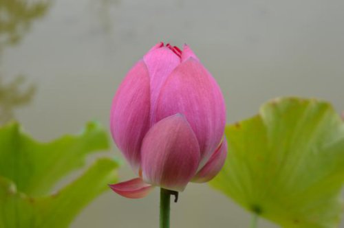 ��һ�꣬�ҵ����绨���ļ�����