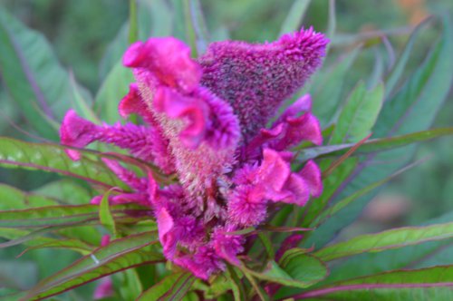 ��һ�꣬�ҵ����绨���ļ�����