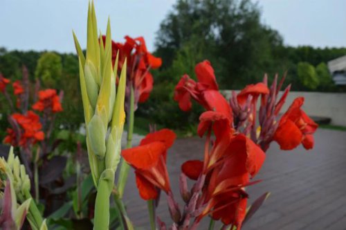 ��һ�꣬�ҵ����绨���ļ�����