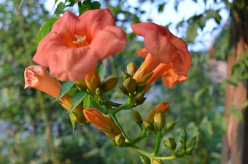 ��һ�꣬�ҵ����绨���ļ�����