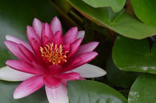 ��һ�꣬�ҵ����绨���ļ�����