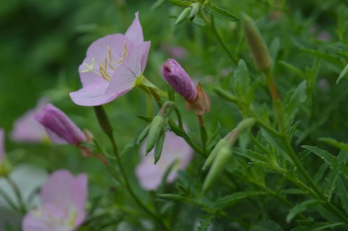 ��һ�꣬�ҵ����绨���ļ�����