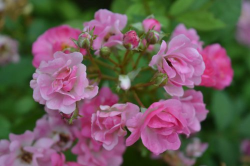 ��һ�꣬�ҵ����绨���ļ�����