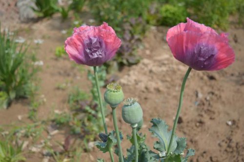 ��һ�꣬�ҵ����绨���ļ�����