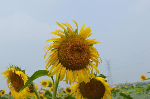 ��һ�꣬�ҵ����绨���ļ�����