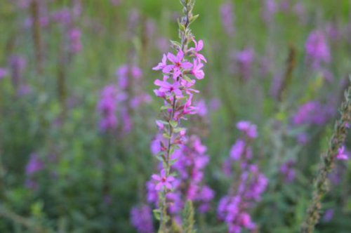 ��һ�꣬�ҵ����绨���ļ�����