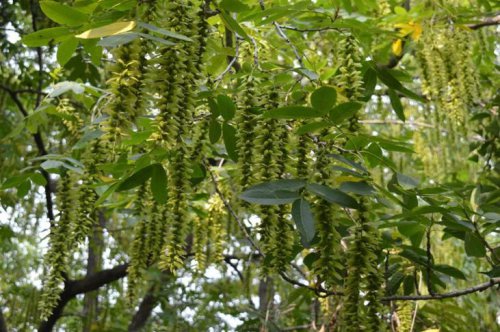 ��һ�꣬�ҵ����绨���ļ�����